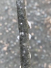 Peniophora albobadia