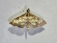 Salbia cassidalis