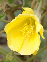 Abutilon leucopetalum