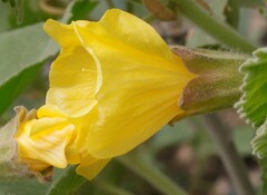 Abutilon leucopetalum