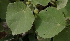 Abutilon leucopetalum
