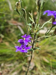 Dampiera dysantha