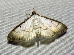 Eulepte