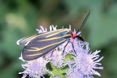 Ctenucha venosa