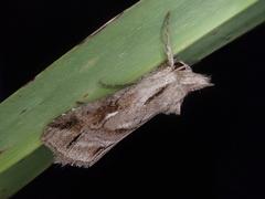 Cucullia mandschuriae