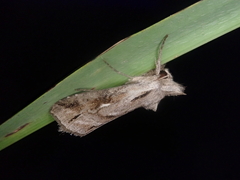 Cucullia mandschuriae