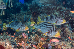 Plectorhinchus lineatus