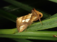 Plusia festucae