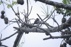 Melanerpes pucherani