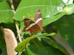 Anartia fatima colima