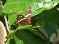 Anartia fatima colima