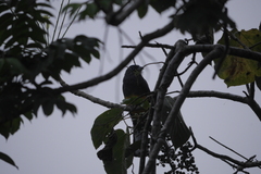 Trogon