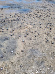 Mictyris longicarpus