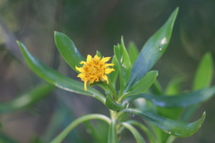 Borrichia arborescens