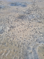 Mictyris longicarpus