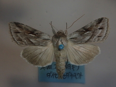 Cucullia mandschuriae