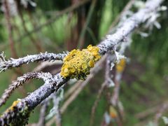 Teloschistes sieberianus