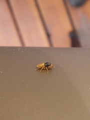 Euophrys melanoleuca