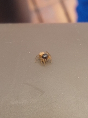 Euophrys melanoleuca