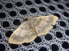 Peratophyga hyalinata