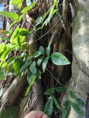 Wisteriopsis reticulata