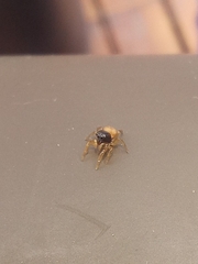 Euophrys melanoleuca