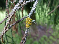 Teloschistes sieberianus