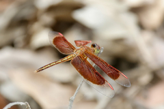 Neurothemis stigmatizans