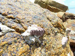 Saccostrea glomerata