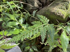 Arachniodes rhomboidea