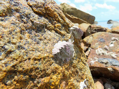 Saccostrea glomerata