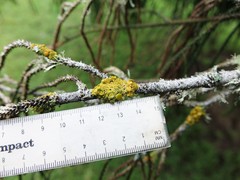 Teloschistes sieberianus
