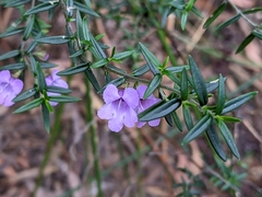 Prostanthera scutellarioides