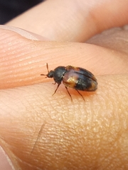 Trogoderma argentina