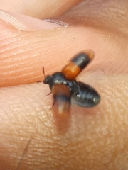 Trogoderma argentina