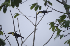 Ramphastos brevis