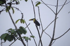 Ramphastos brevis