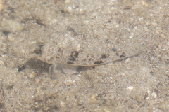 Yongeichthys nebulosus