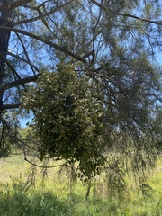 Notothixos subaureus