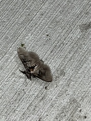 Dasychira vagans
