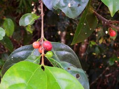 Cyclophyllum multiflorum
