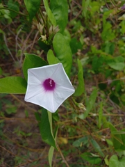 Ipomoea tiliacea