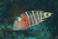 Redbreasted Wrasse photo 3