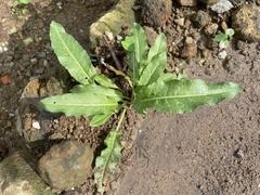 Rumex japonicus