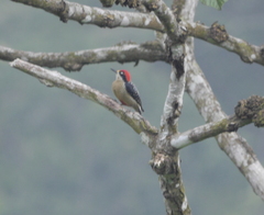 Melanerpes pucherani