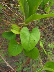 Ipomoea tiliacea