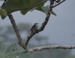 Melanerpes pucherani