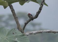 Melanerpes pucherani