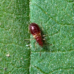 Anthocoris