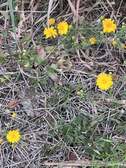 Chrysopsidinae